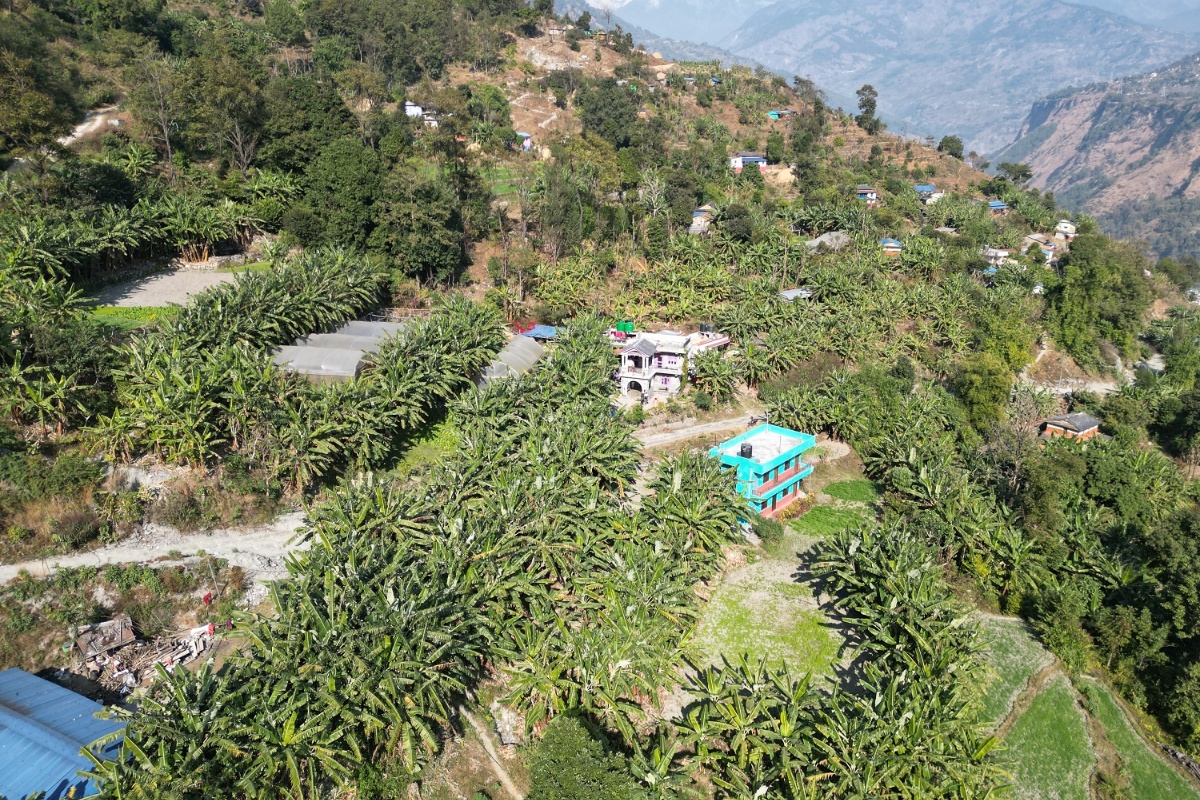 गाउँभरि केराखेती, बजारको अभाव