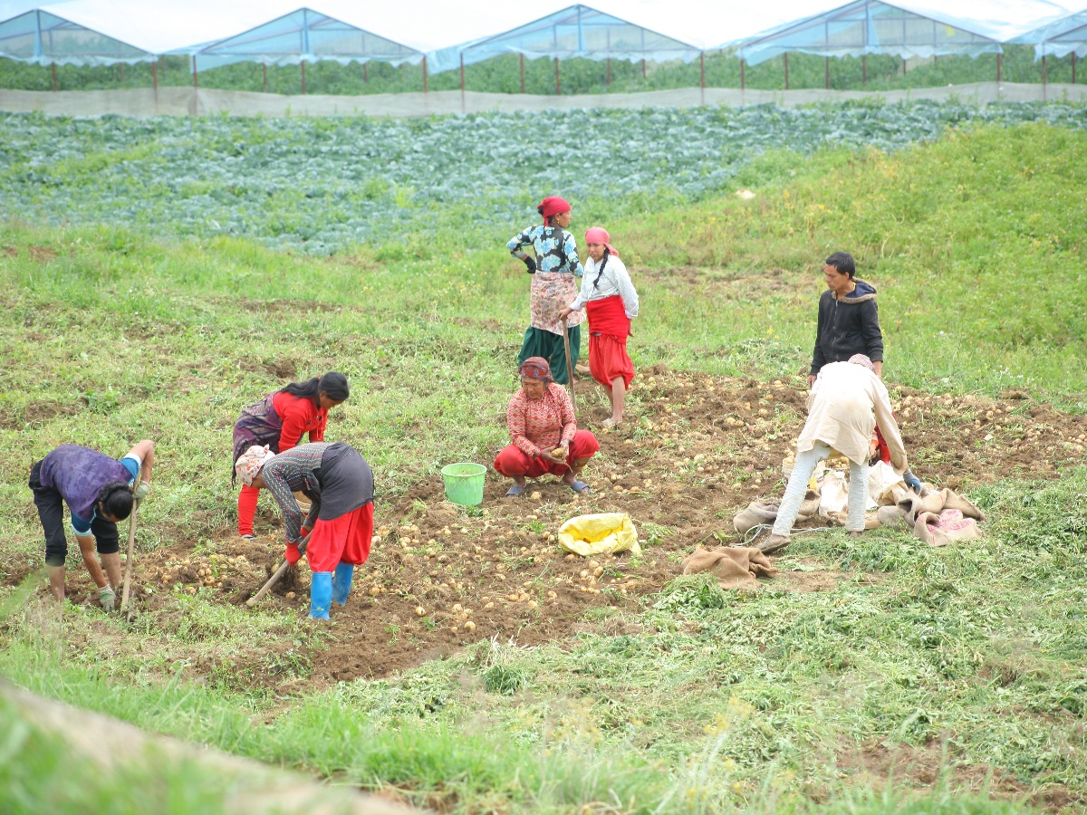 देशभर ५५ प्रतिशत कृषक परिवार खाद्य जोखिममा
