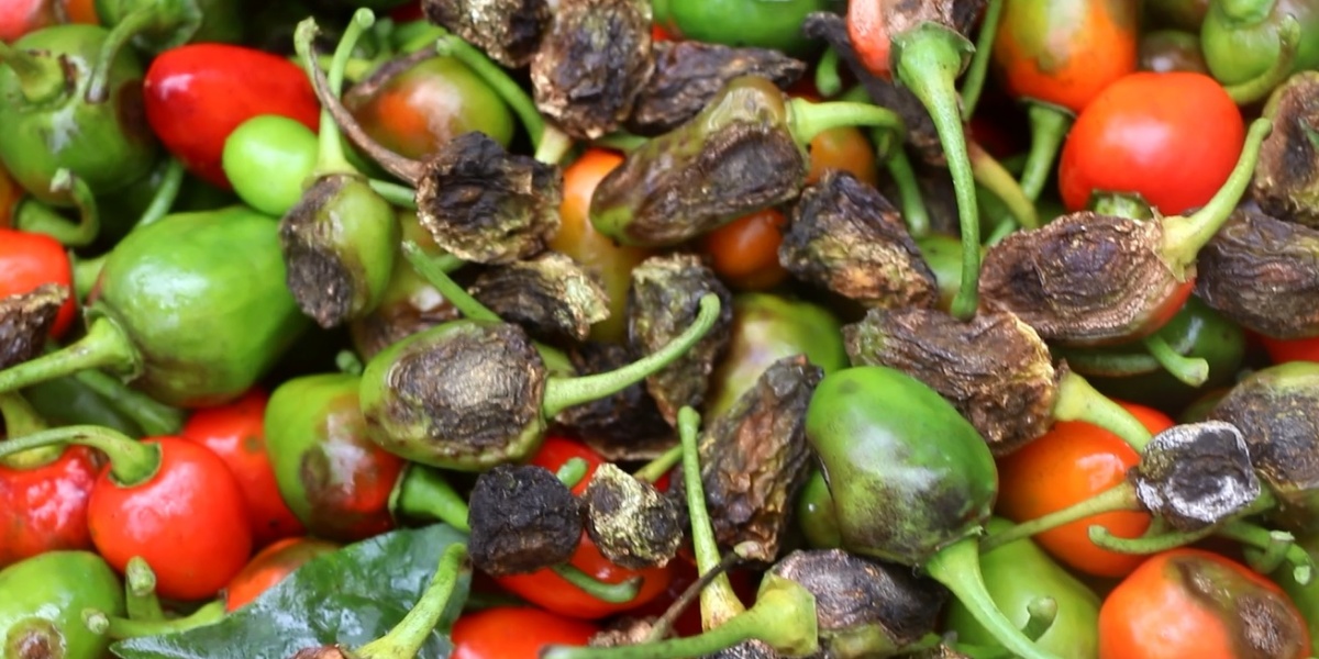 भोजपुर: अकबरे खुर्सानीमा रोग फैलियो, समस्यामा किसान