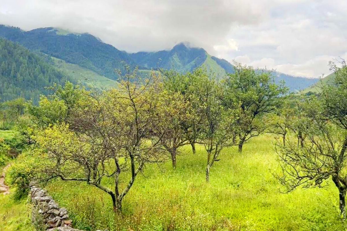 ‍ढोरपाटन र निसेलढोरमा रित्तै छन् स्याउका बोट