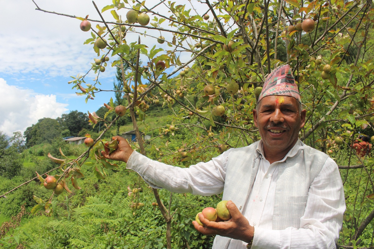 म्याग्दीको गाजनेमा स्याउ उत्पादन हुन थालेपछि कृषक उत्साहित