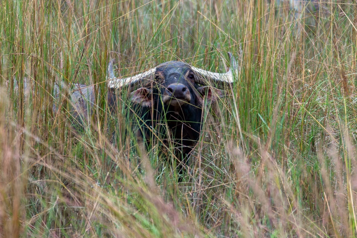 जैविक विविधतायुक्त काेशी टप्पु [तस्वीरहरू]