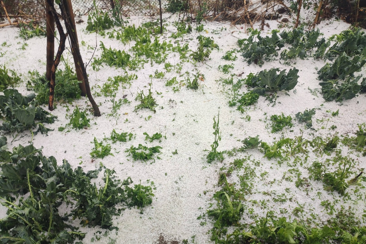 काठमाडौँसहितका जिल्लामा असिनापानी, संखुवासभामा सबैभन्दा बढी वर्षा