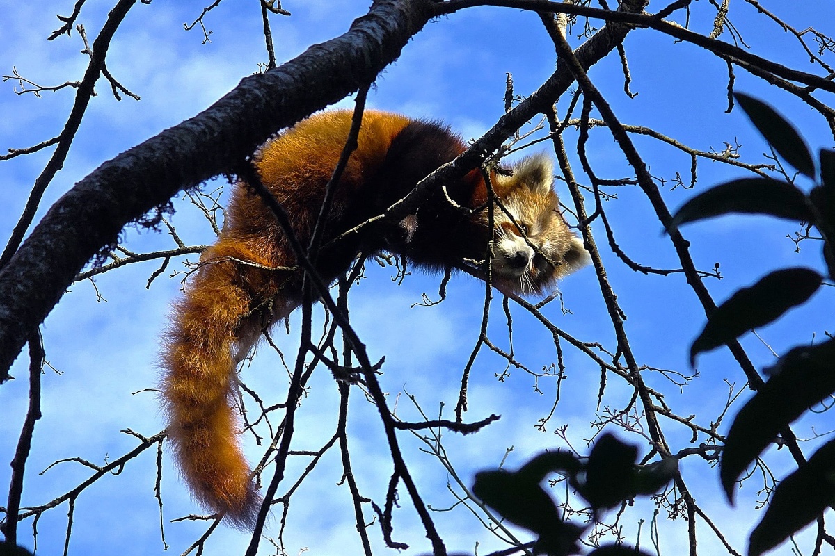 मेरुङमा भेटियो दुर्लभ रेडपाण्डा