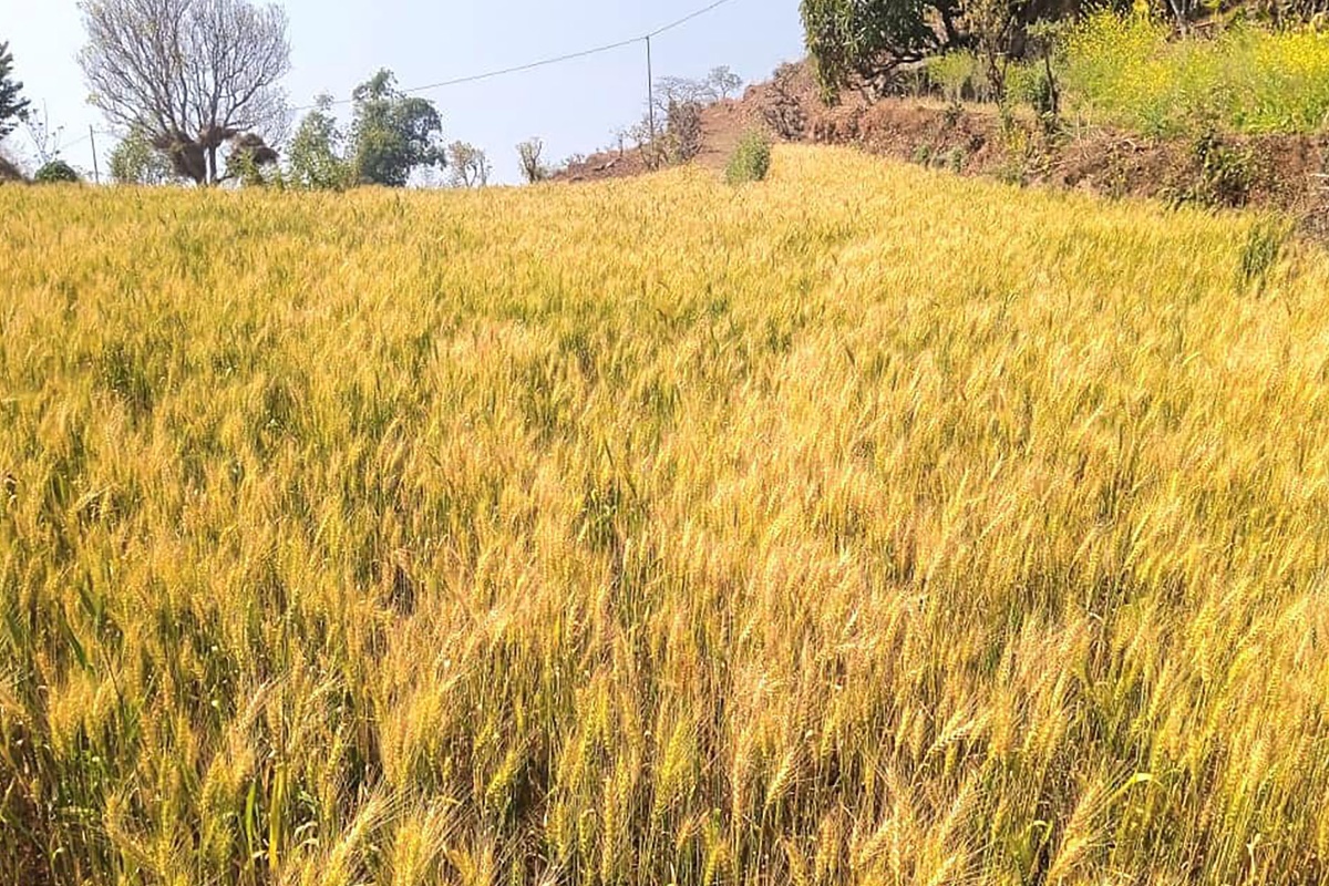 तनहुँको घलडाँडामा सामूहिक गहुँखेती