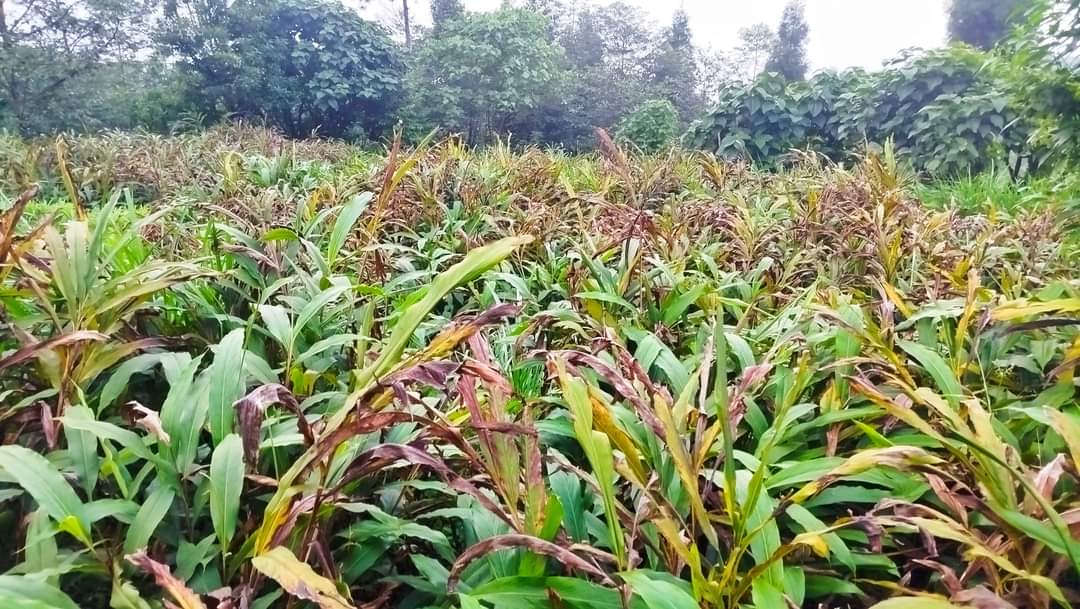 अलैँचीको मूल्य बढ्दै तर बोट मासिँदै