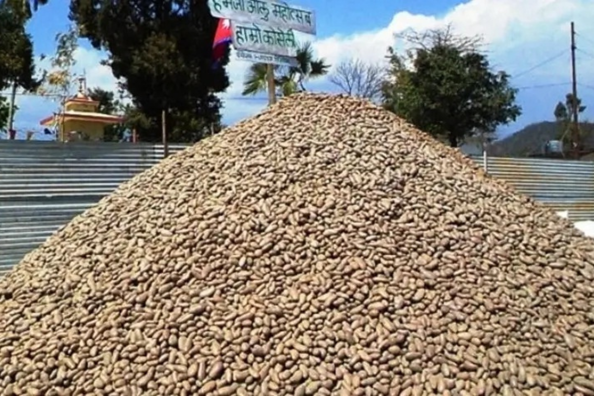 आलु महोत्सवमा बिक्यो ५ करोडको आलु