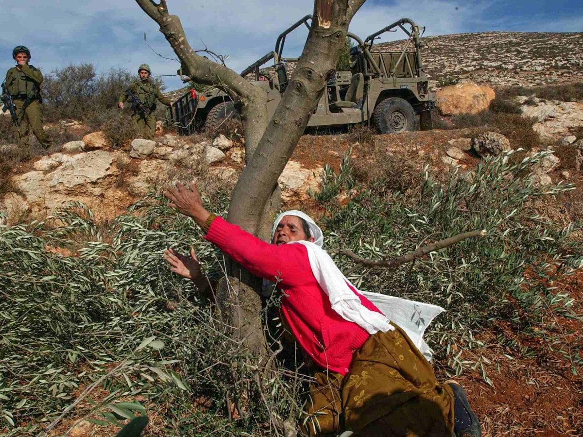 निसास्सिएका जैतुनका रूख, धर्मराउँदै प्यालेस्टिनी आशा