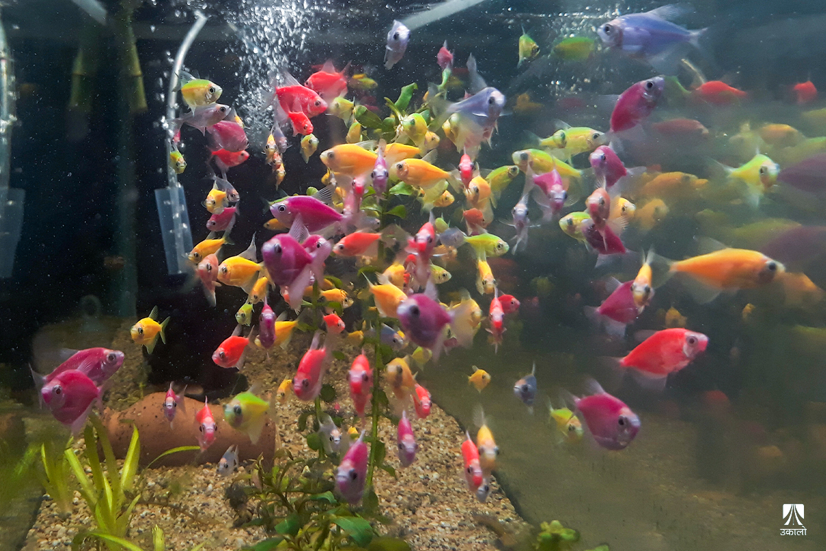 अक्वारियमका रंगीन माछाः सोखसँगै मानसिक तनाव घटाउने उपाय