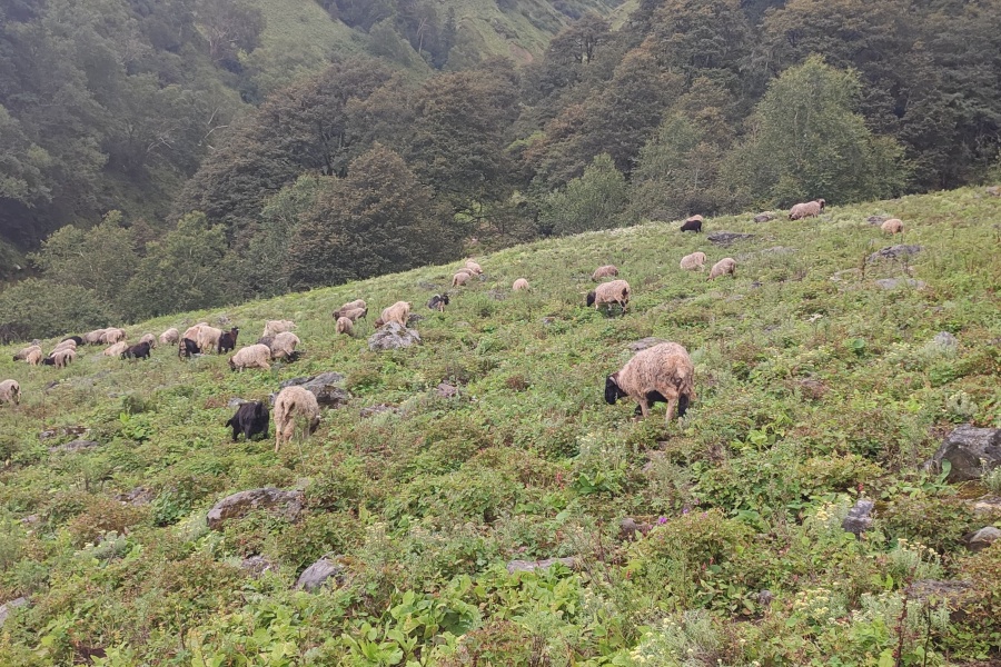 जलवायु परिवर्तनको कहर: चट्याङकाे एकै झड्कामा मारिँदैछन् सयौं भेडा