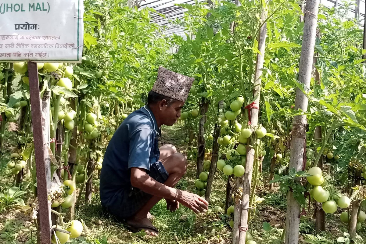 ‘गाउँले एफएम दाइको तरकारी आयो है…’