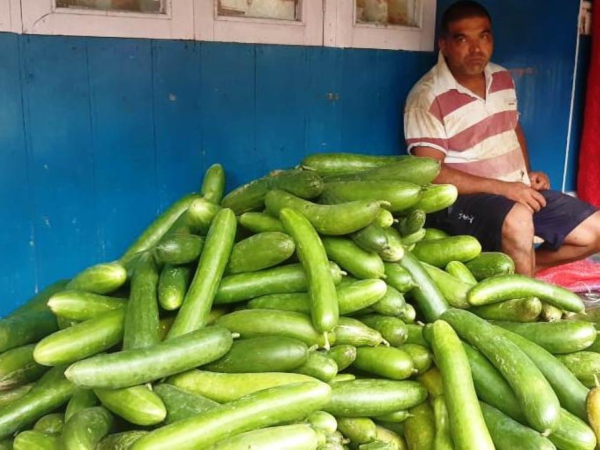 काँक्रोखेतीबाट आम्दानी गर्दै इलामका किसान