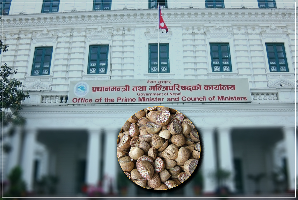 सुपारी आयात खोलेर विदेशी मुद्रा अपचलनबाट ९ अर्ब कमाउने दाउ