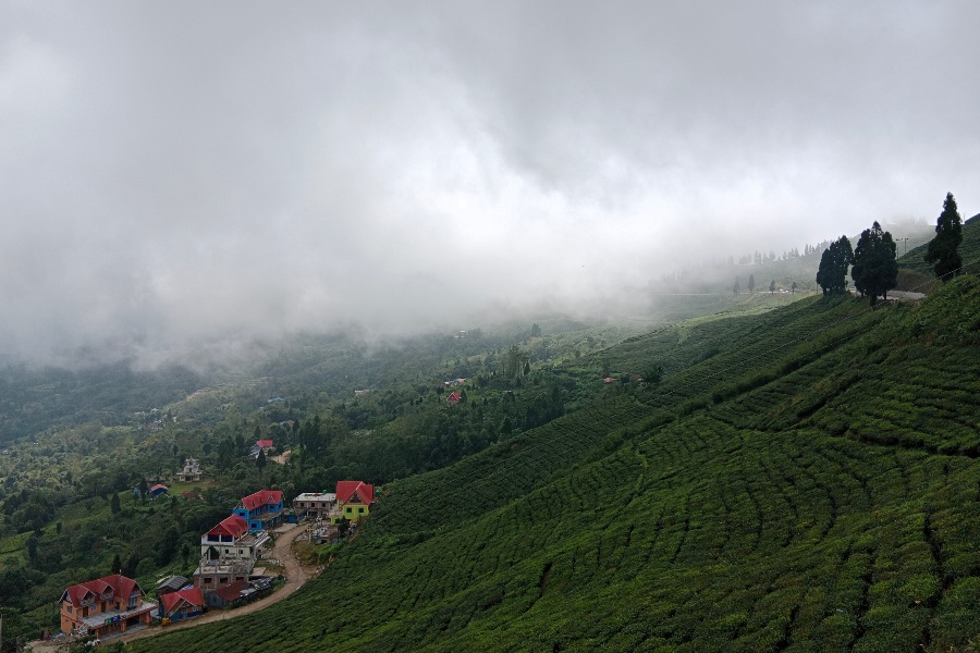 इलामको सूर्योदयमा प्रांगारिक चियाखेती अभियान