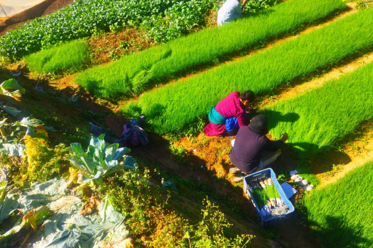 सागसब्जी र बेर्ना बेचेर वर्षमा २६ लाख कमाउँछन् रेसम