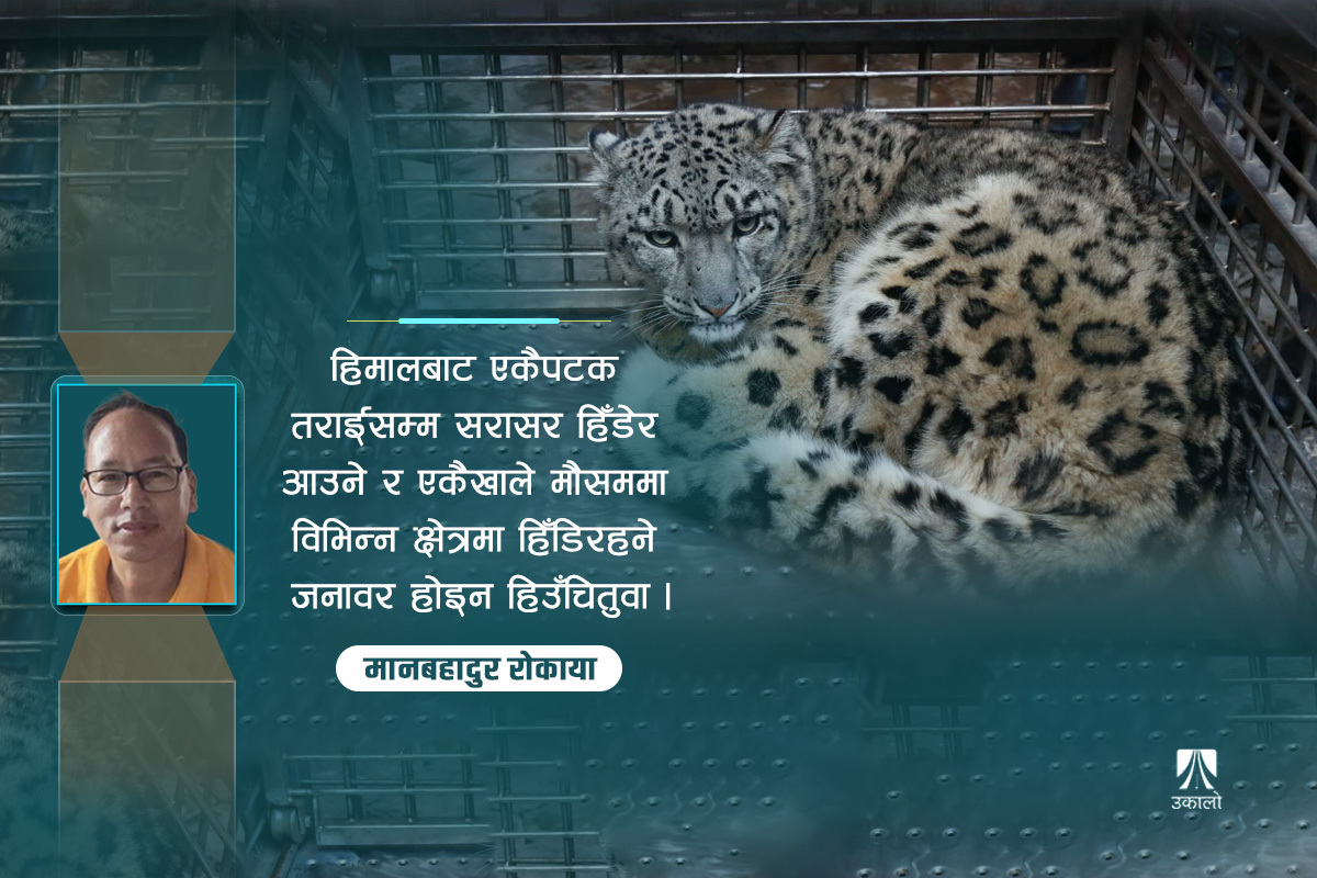 उर्लाबारीमा भेटिएको हिउँचितुवाबारे अड्कलबाजी र वैज्ञानिक विश्लेषण