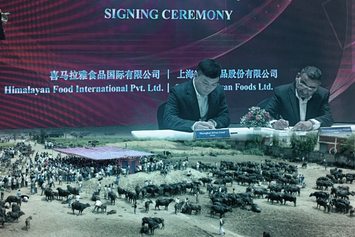 चीन निर्यातका लागि चाहिन्छ दैनिक ५ हजार राँगा, तर घट्दैछ राँगाभैँसी पालन