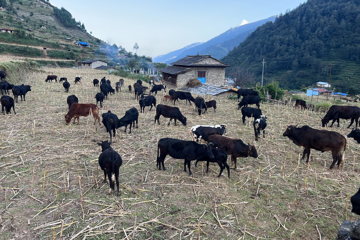 गोठाला बेँसी झरेपछि भल्कोटमा बढ्यो चहलपहल