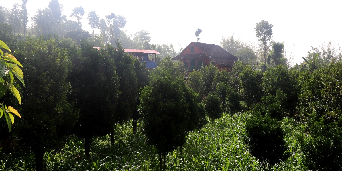 व्यावसायिक सुन्तलाखेतीमा जुट्दै भोजपुर पालुवाका किसान