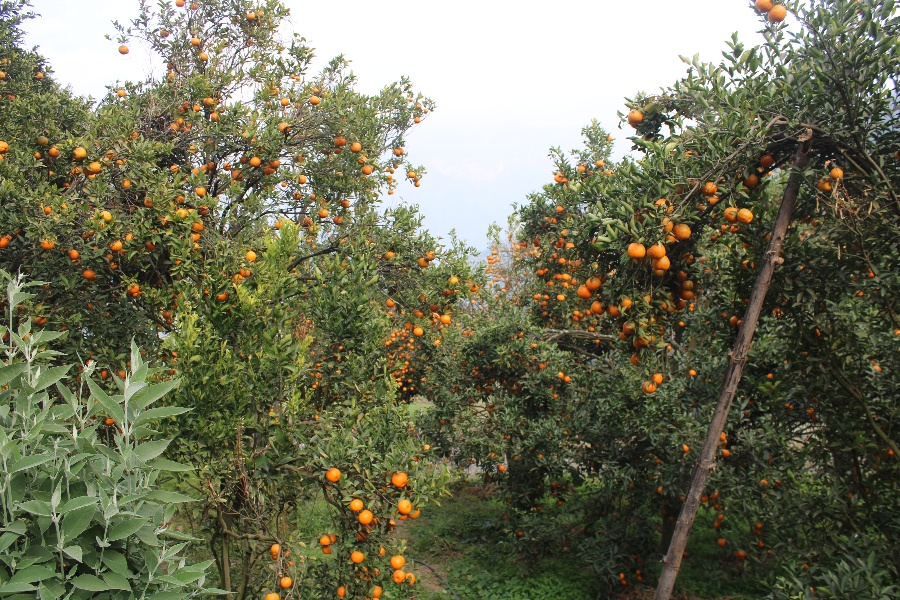 बागलुङमा फल्यो २० करोडको सुन्तला