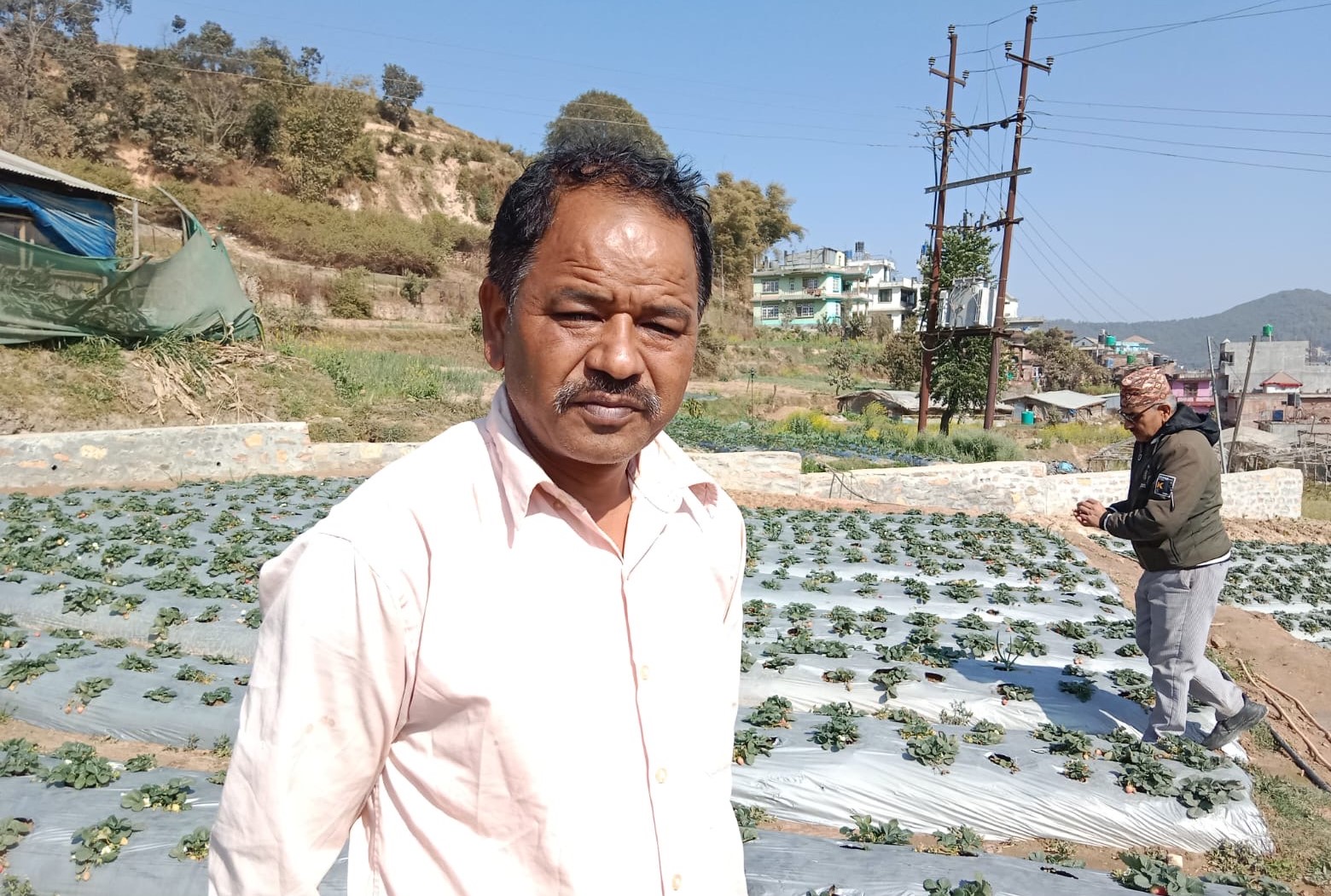 कोरोनाकालमा शुरू गरेको स्ट्रबेरीखेतीबाट वार्षिक ३० लाख आम्दानी