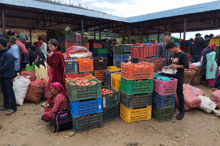 कृषिमा उदाहरण बन्दै रोल्पाका स्थानीय तह, फेरिँदैछ किसानको जीवन