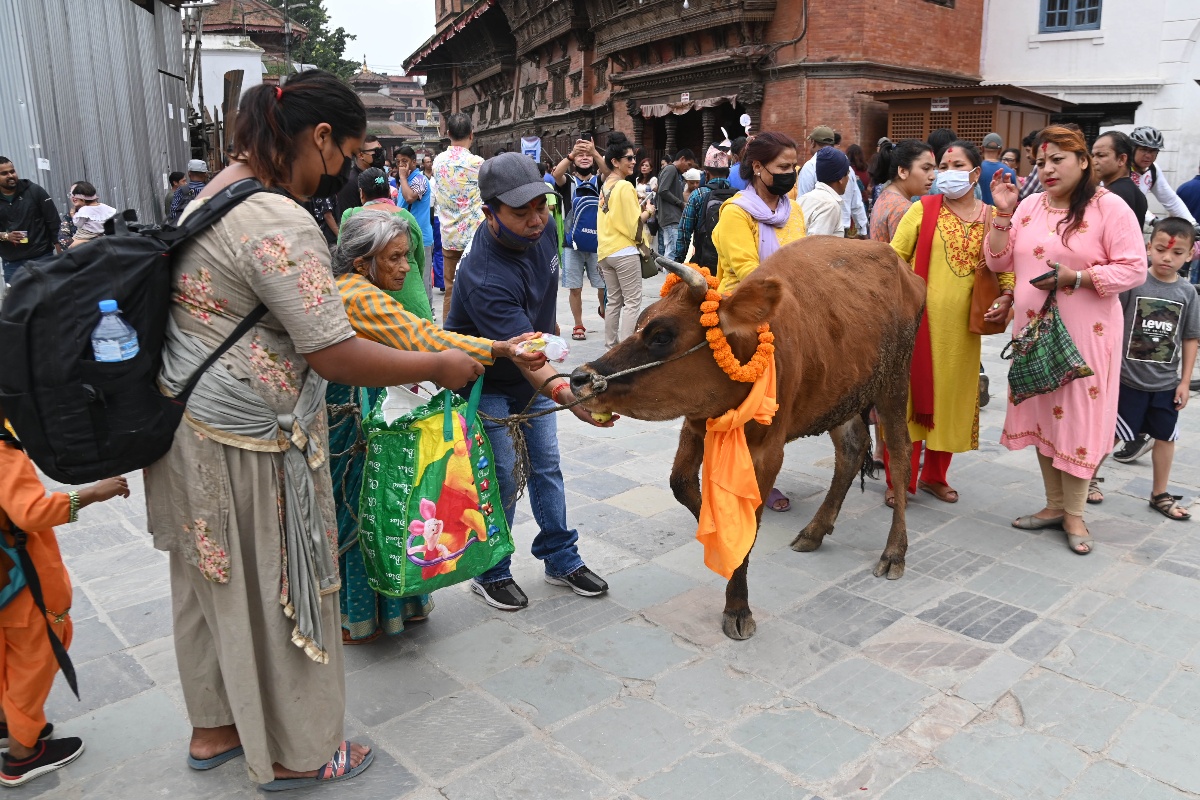 गाईजात्रा पर्व मनाइँदै, काठमाडौँ उपत्यकामा सार्वजनिक बिदा