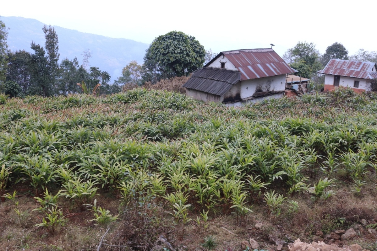 मूल्य बढेपछि अलैँचीखेती बिस्तारमा भोजपुरका किसान