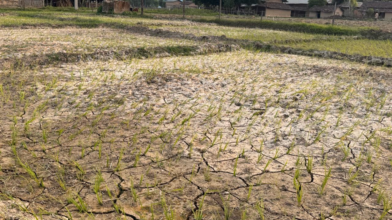 बोरिङको भरमा रोपिएको धान सुक्न थालेपछि किसान चिन्तामा