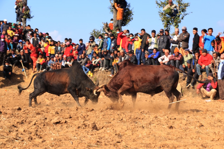 धादिङमा जुधाइयो एक सय हल गोरु