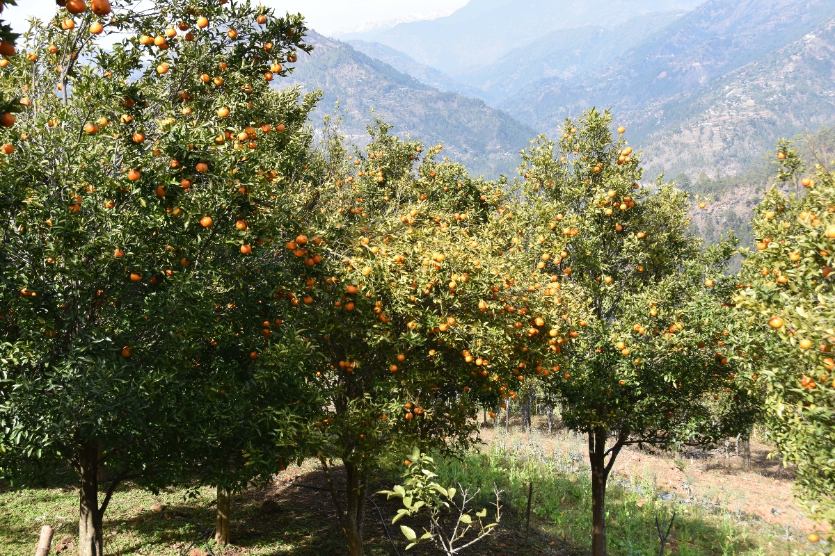गुल्मीमा २४ करोड ५० लाख रुपैयाँको सुन्तला उत्पादन