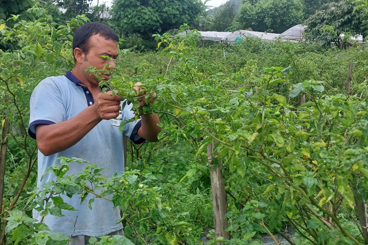 अकबरेको खेतीबाट वार्षिक १५ लाख आर्जन गर्दै इलामका खड्गबहादुर