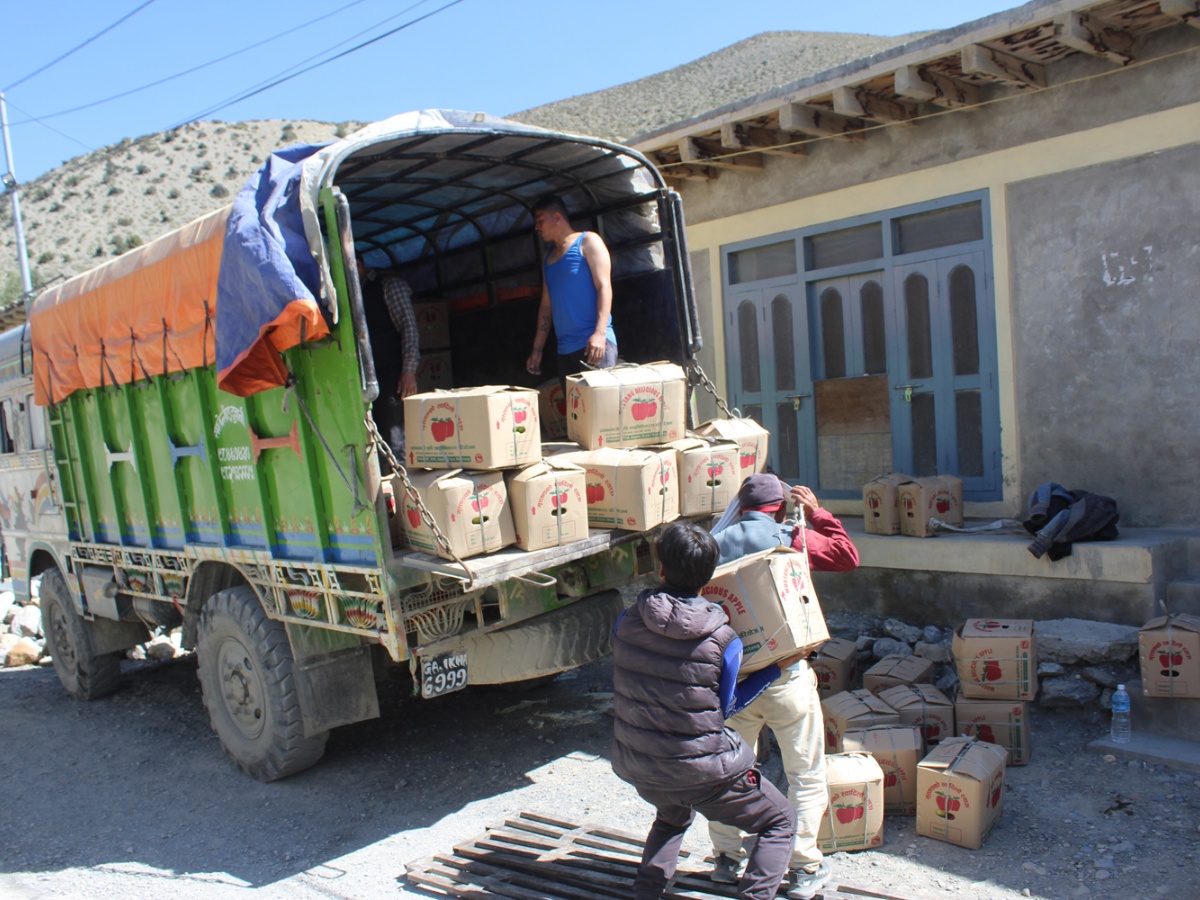 मुस्ताङबाट ४९ करोडको स्याउ निकासी, २४.५८ प्रतिशतले घट्यो उत्पादन