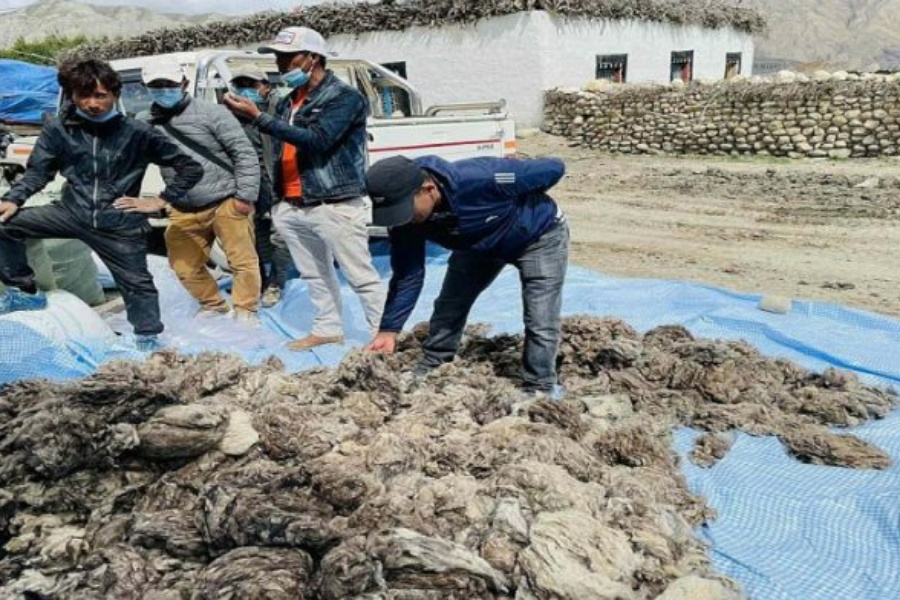 पस्मिनाको गुणस्तर परीक्षणका लागि विज्ञको टोली मुस्ताङमा