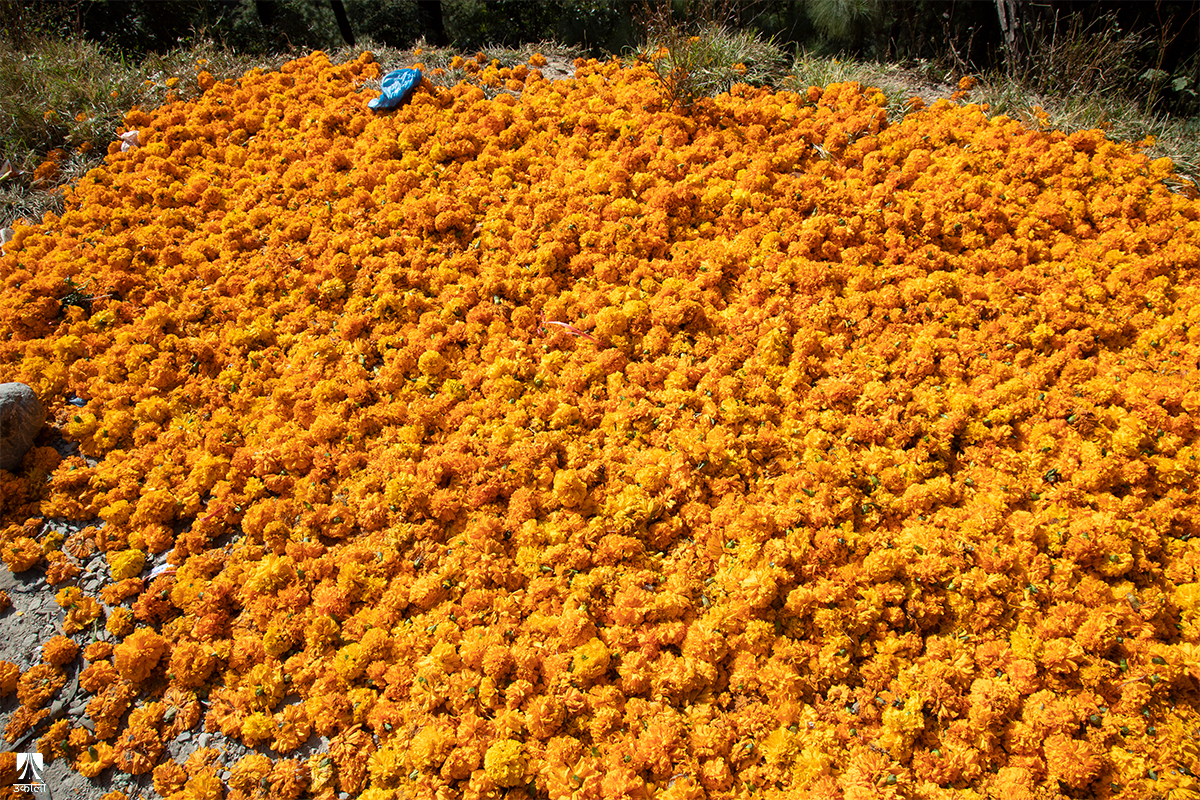 बिक्री नभएका सयपत्री फूल सडक किनारमा 'बिस्कुन' बने