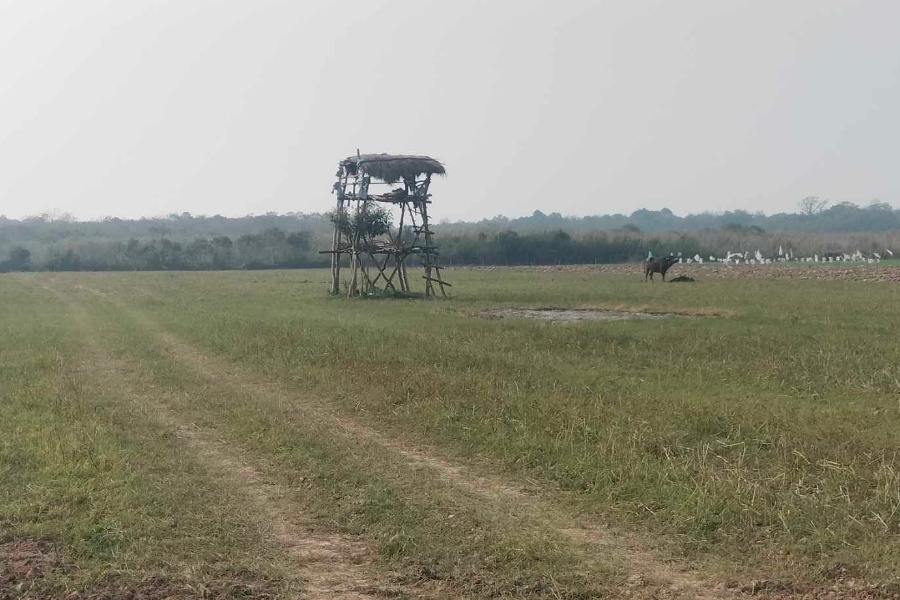 जंगली जनावरबाट किसानलाई बाली  जोगाउन सकस