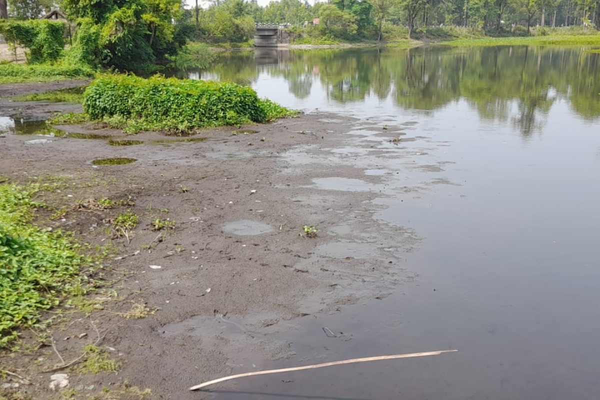 सिमसार क्षेत्रको अतिक्रमणले जोखिममा कछुवा