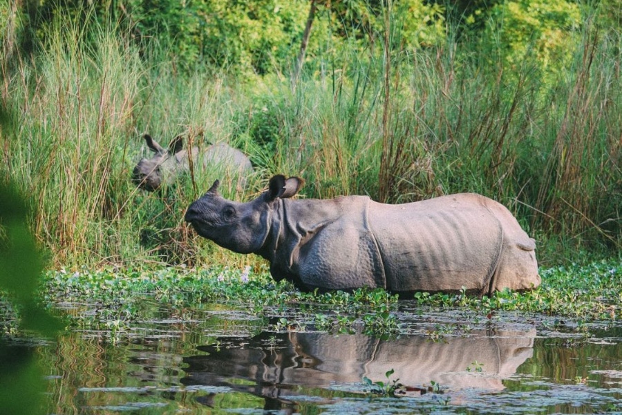 ३८ वर्षमा १०९ गैँडा स्थानान्तरण, विभिन्न देशलाई २६ उपहार