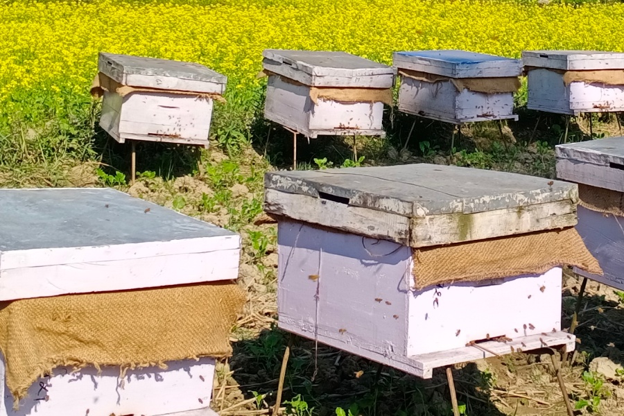 मह बेचेरै भोजपुरको नागीमा १ करोड रुपैयाँ भन्दा धेरै भित्रियो