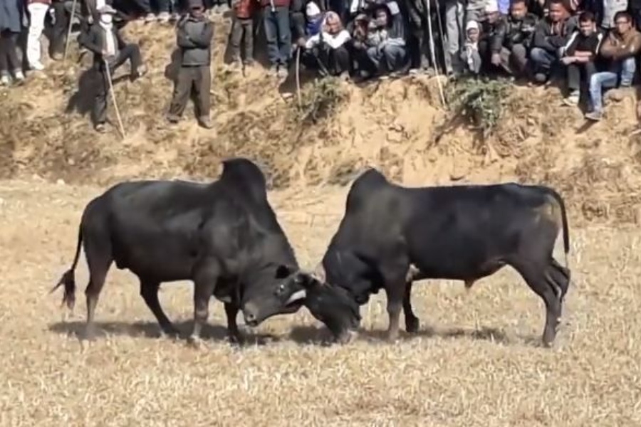 तारुकामा माघ १ र २ गते २८ हल गोरु जुधाइने