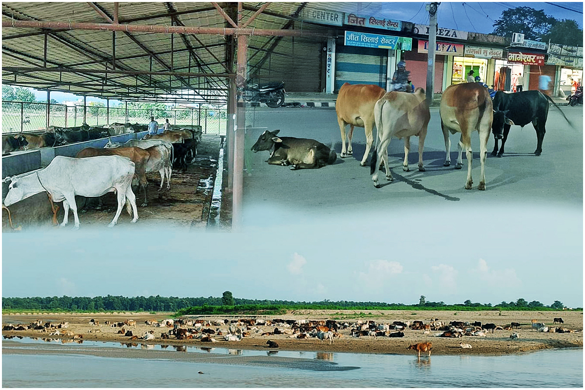 छाडा चौपाया व्यवस्थापन गर्न सडकमा बगेको १५ करोड