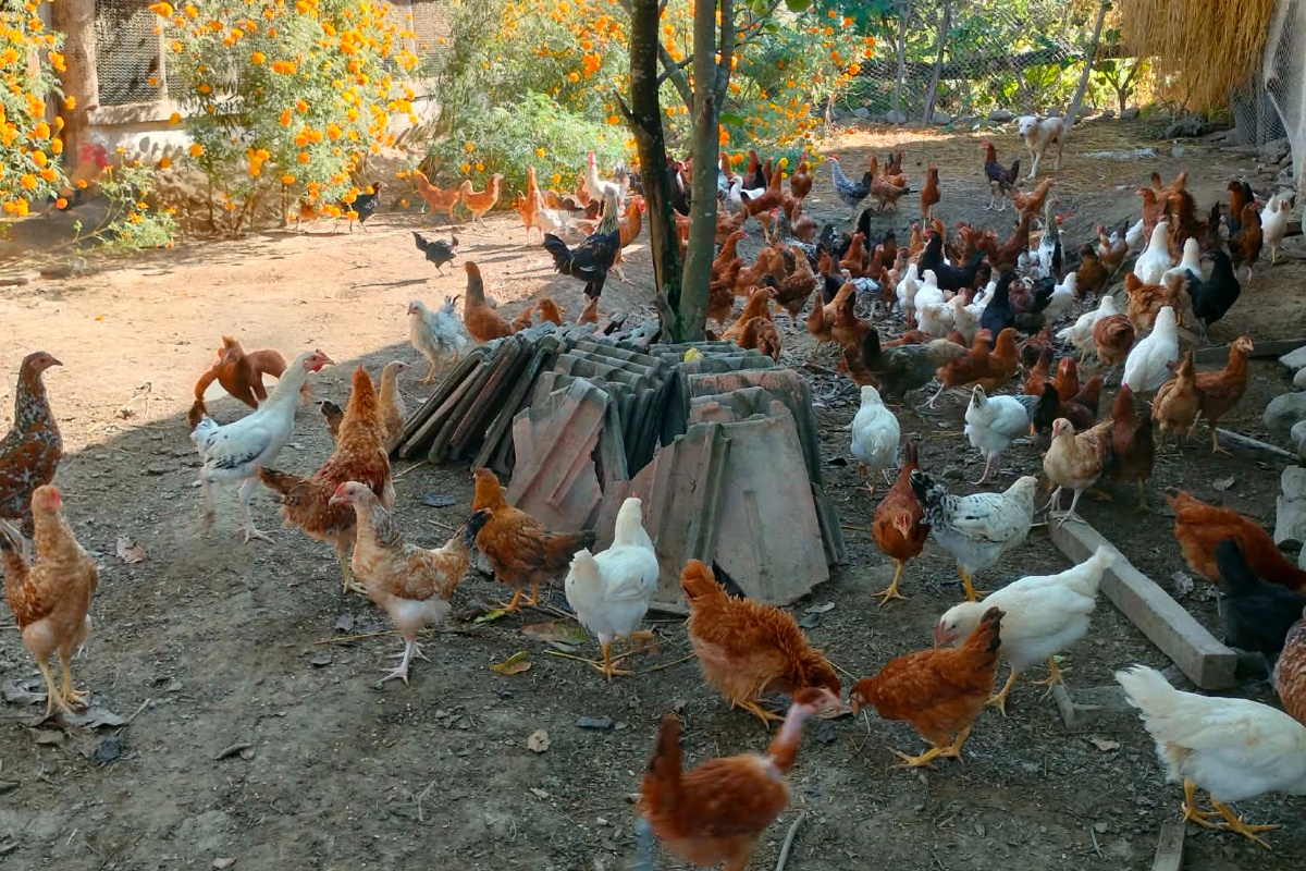 शुक्लाफाँटाका कुखुरा फार्ममा ‘फाउल पोक्स’को संक्रमण