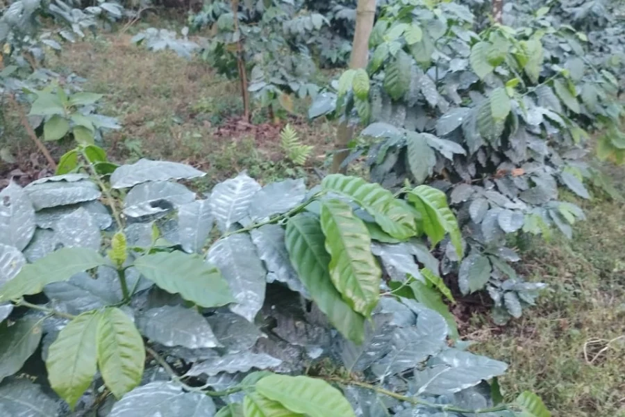 काभ्रेका किसान मल्चिङ विधिबाट कफीखेतीतर्फ आकर्षित