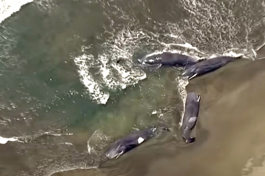 शक्तिशाली भूकम्पपछि आएको सुनामीले ह्वेलहरूलाई बगाएर किनारमा ल्यायो