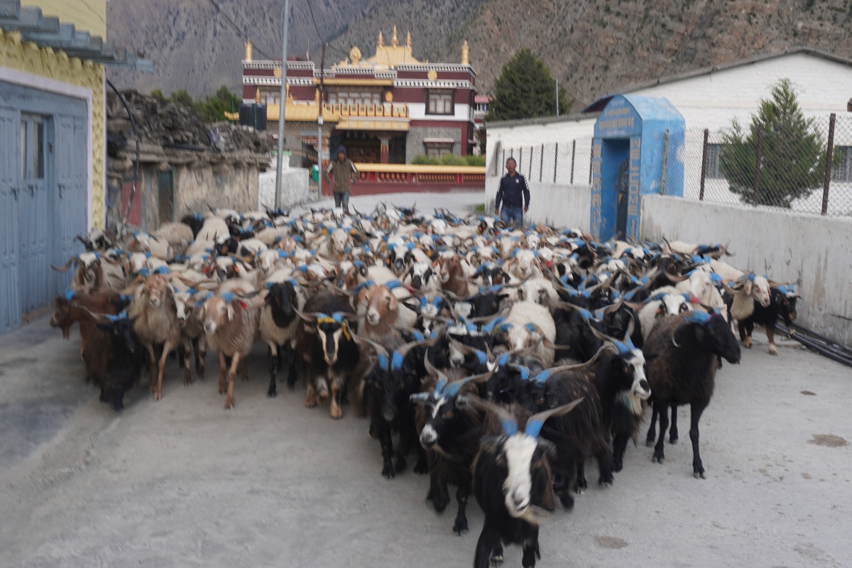 डोल्पा र जुम्लाबाट मुस्ताङमा भित्र्याइँदै भेडाच्यांग्रा