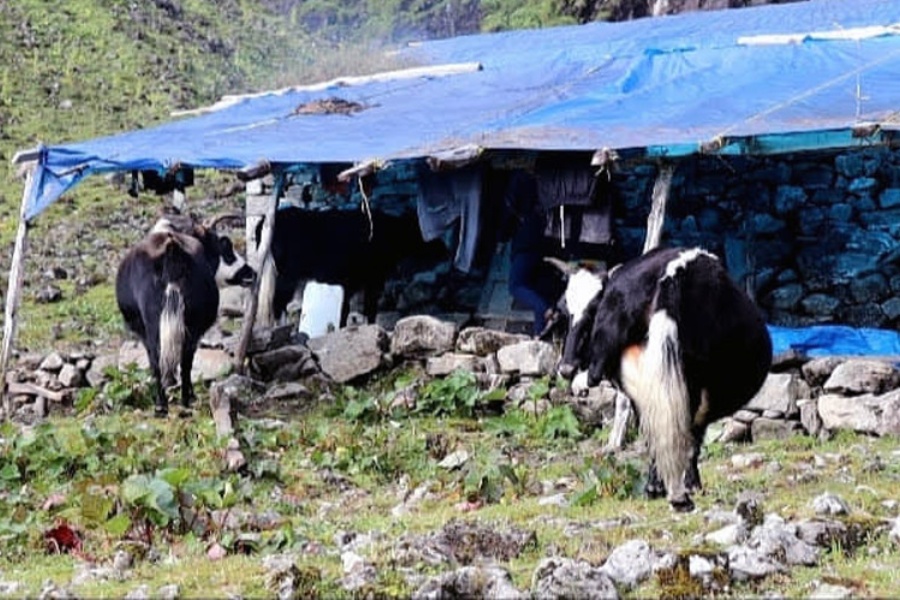 जलवायु परिवर्तनले चौँरीपालन व्यवसाय संकटमा