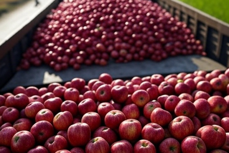 कर्णाली राजमार्ग अवरुद्ध हुँदा स्याउ बोकेका २३ ट्रक रोकिए