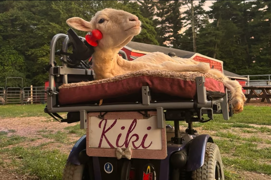 गीत सुन्दै ह्वीलचेयरमा डुलिरहने किकी