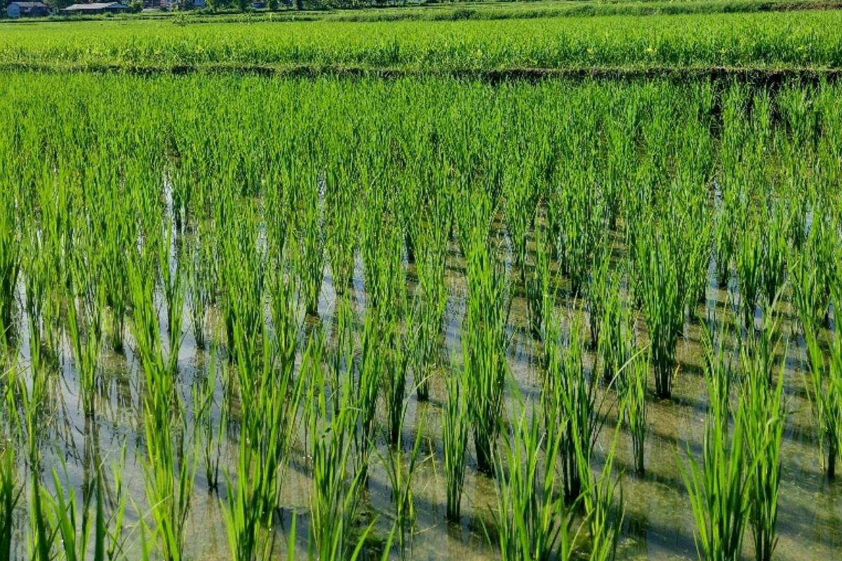 महोत्तरीमा सामूहिक प्रयासले १५ दिनमा ६० बिघा रोपाइँ
