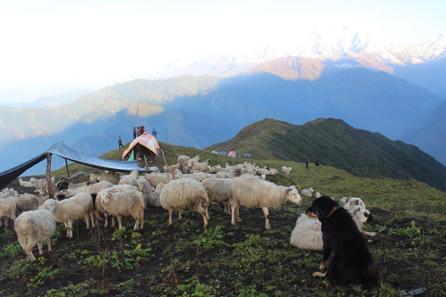 घुम्ती गोठको सुरक्षाका लागि कुकुर पाल्ने चलन